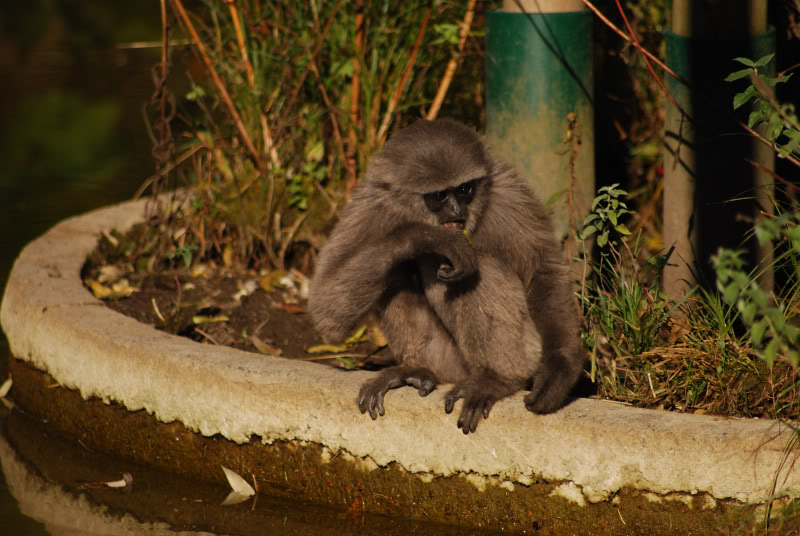 Silvery gibbon offspring