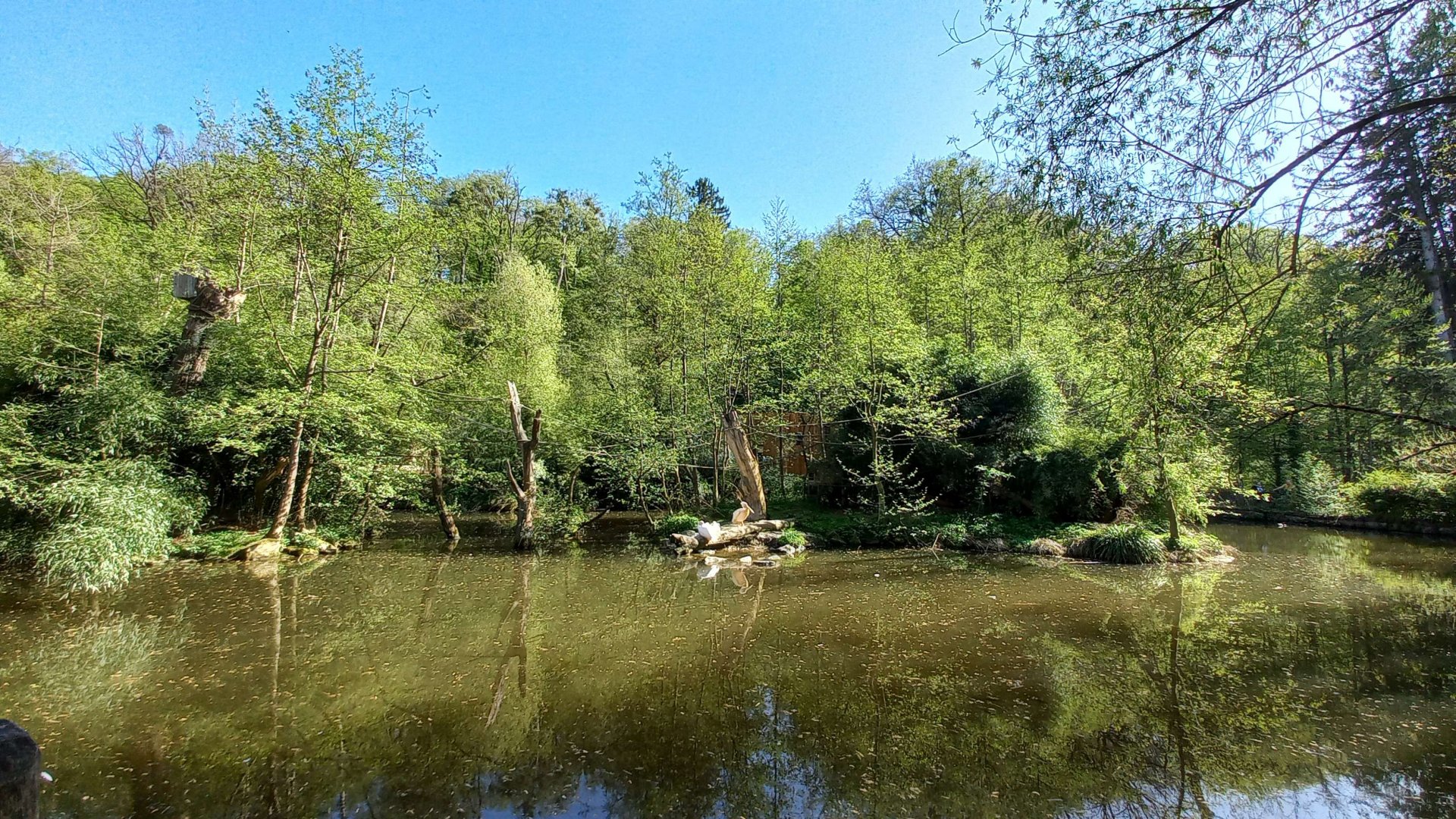 Silvery gibbon - outdoor exhibit