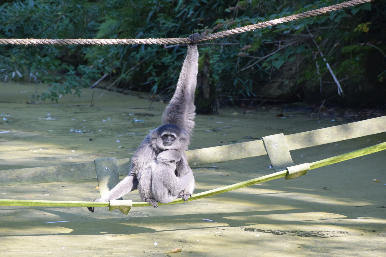 Silvery gibbon - September 2023