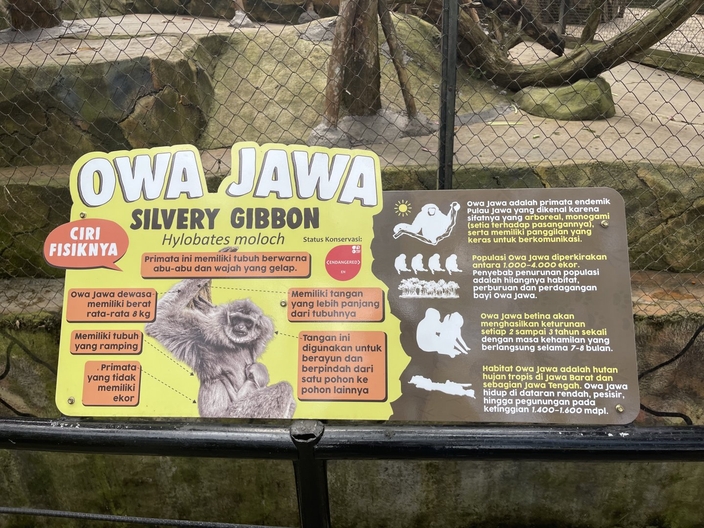 silvery gibbon signage (2)