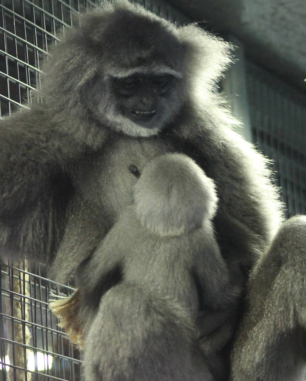 Silvery gibbon with baby