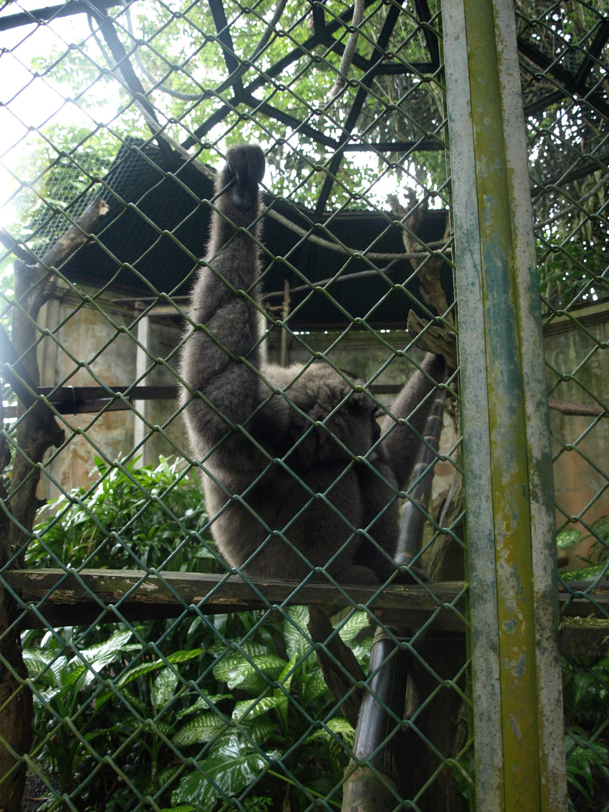 Silvery gibbon