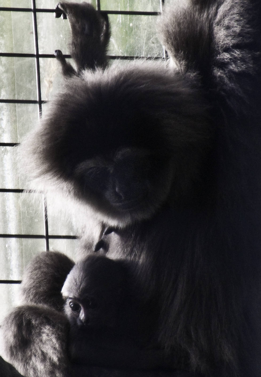 Silvery Gibbon