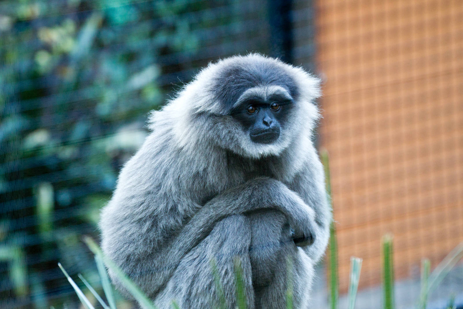 Silvery Gibbon