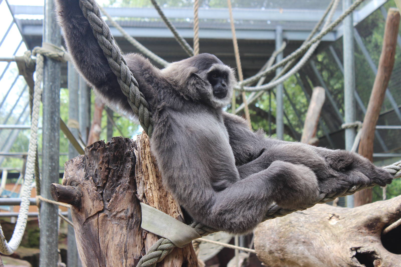 Silvery Gibbon