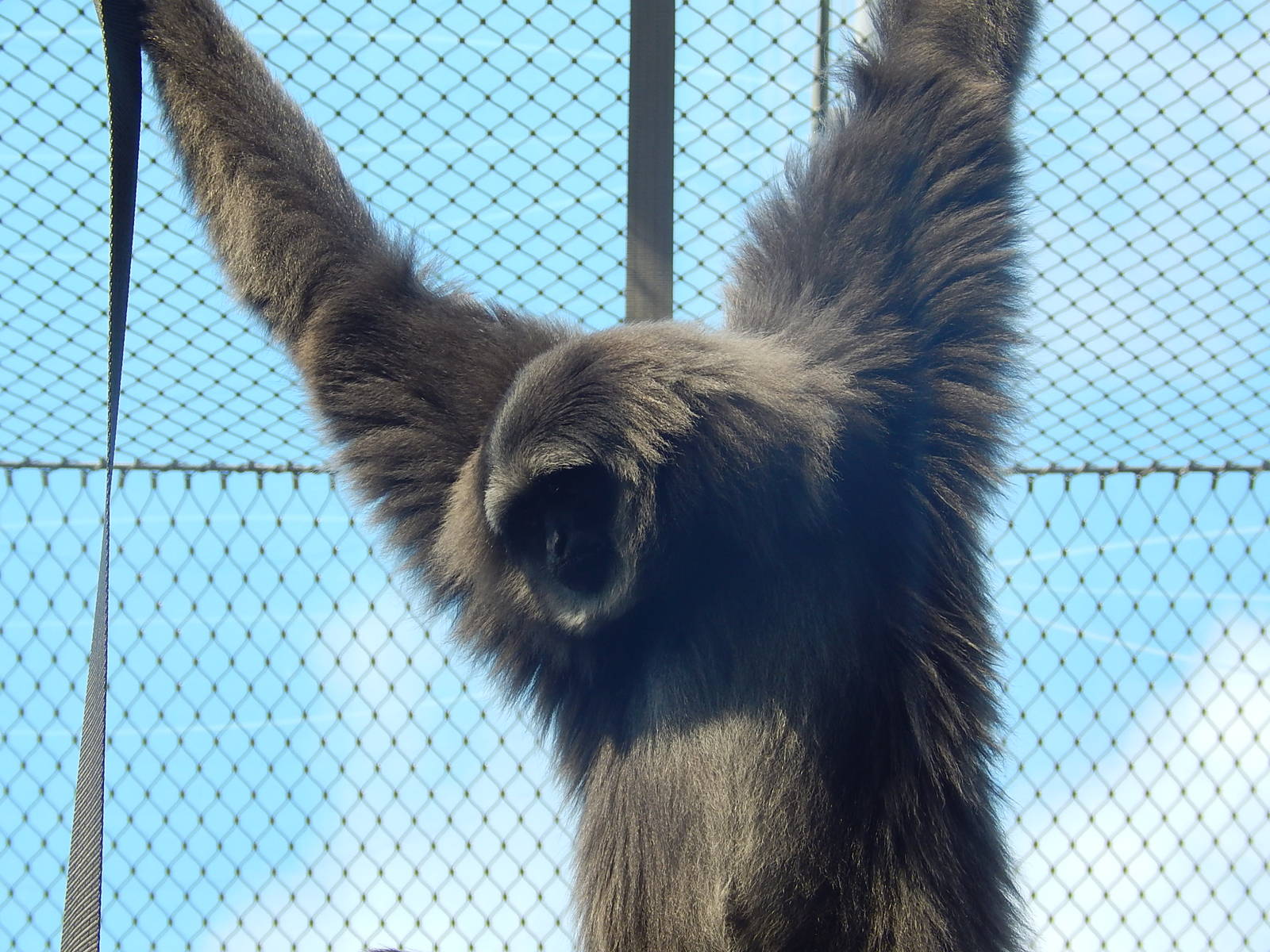 Silvery Gibbon