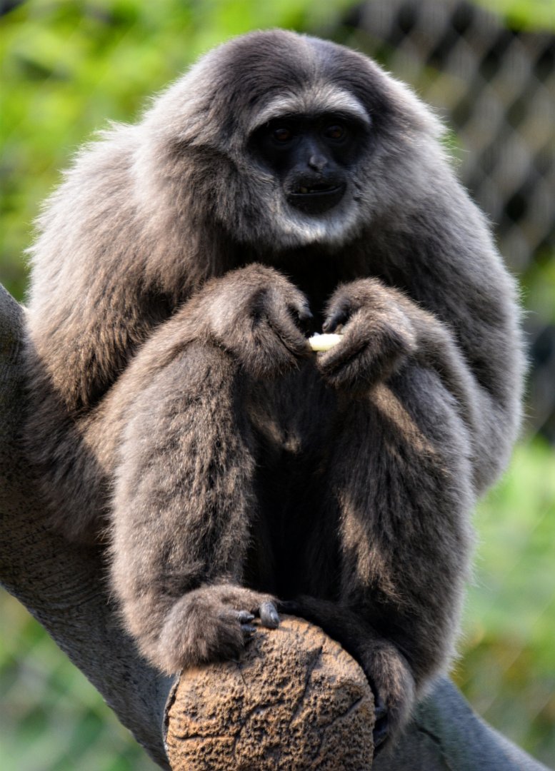Silvery Gibbon