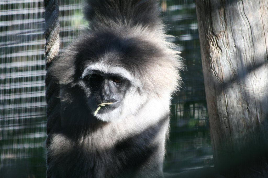 Silvery Gibbon