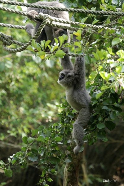 Silvery Gibbon