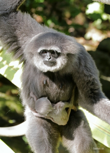 Silvery Gibbon