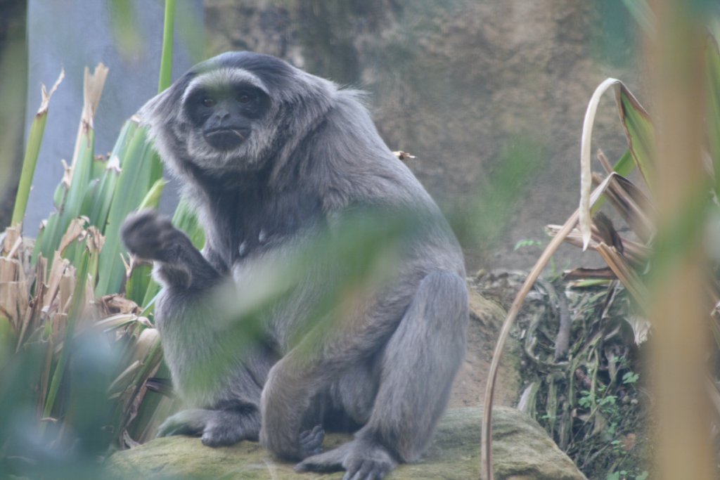 Silvery Gibbon