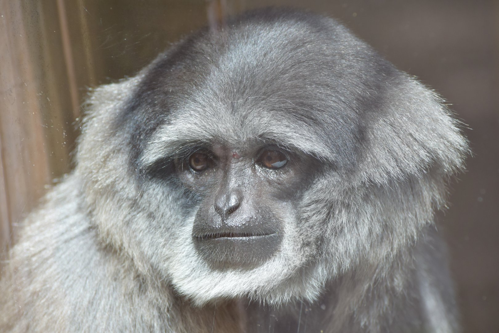 Silvery gibbon