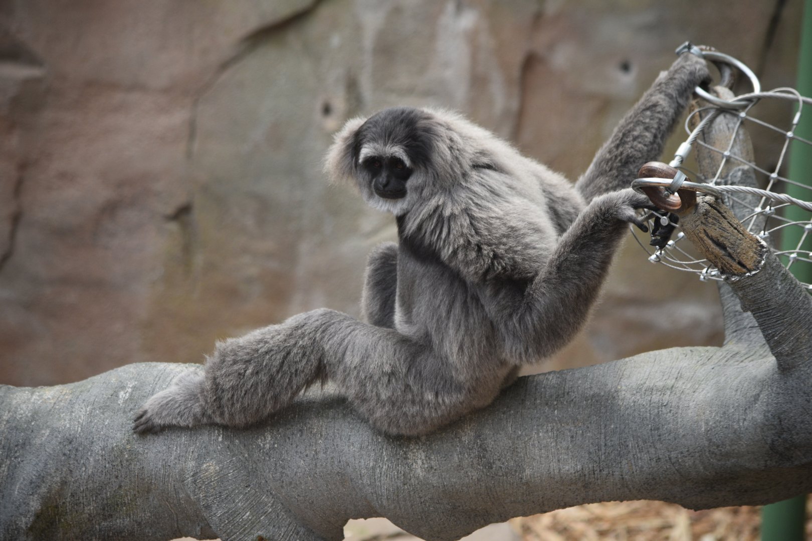 Silvery gibbon