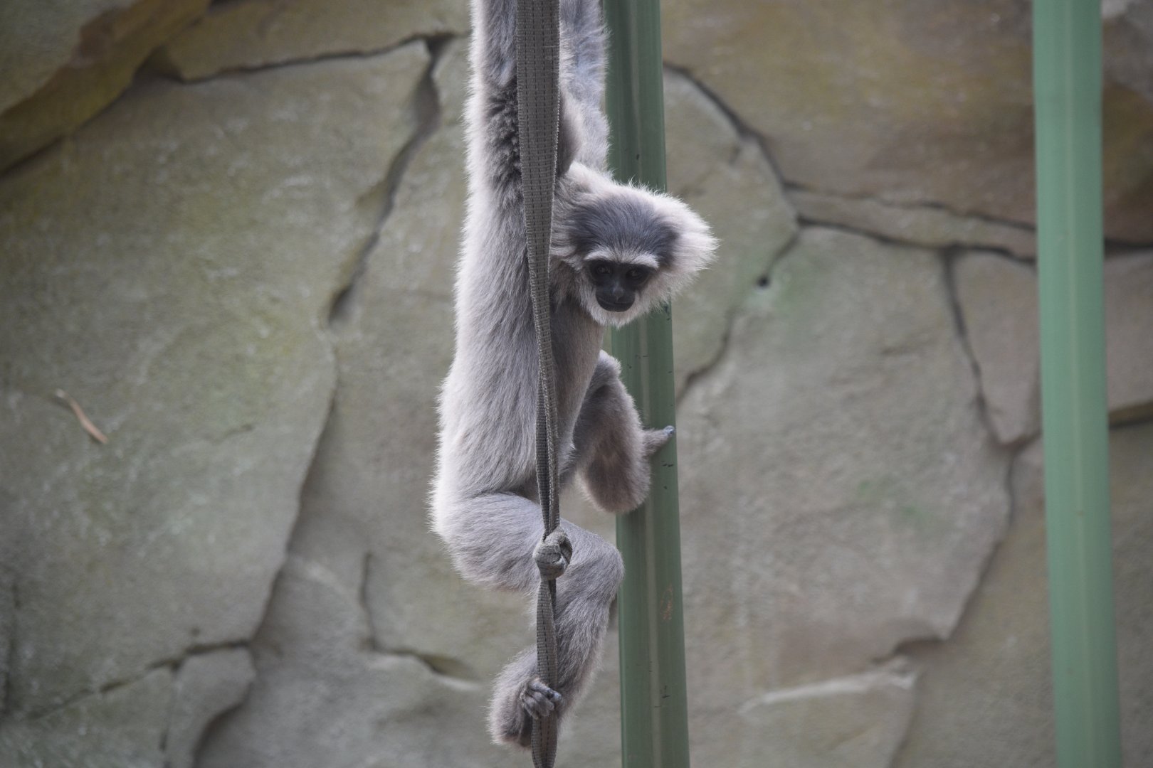 Silvery gibbon
