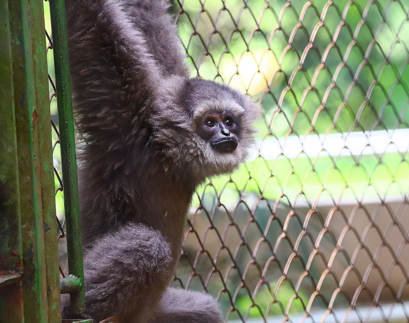 Silvery gibbon