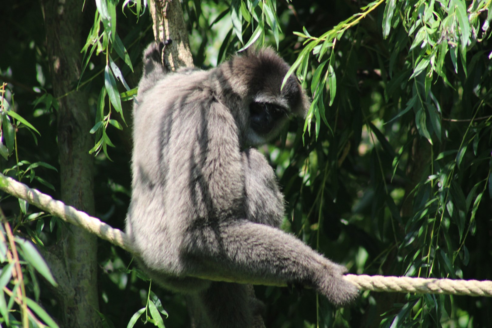 Silvery Gibbon