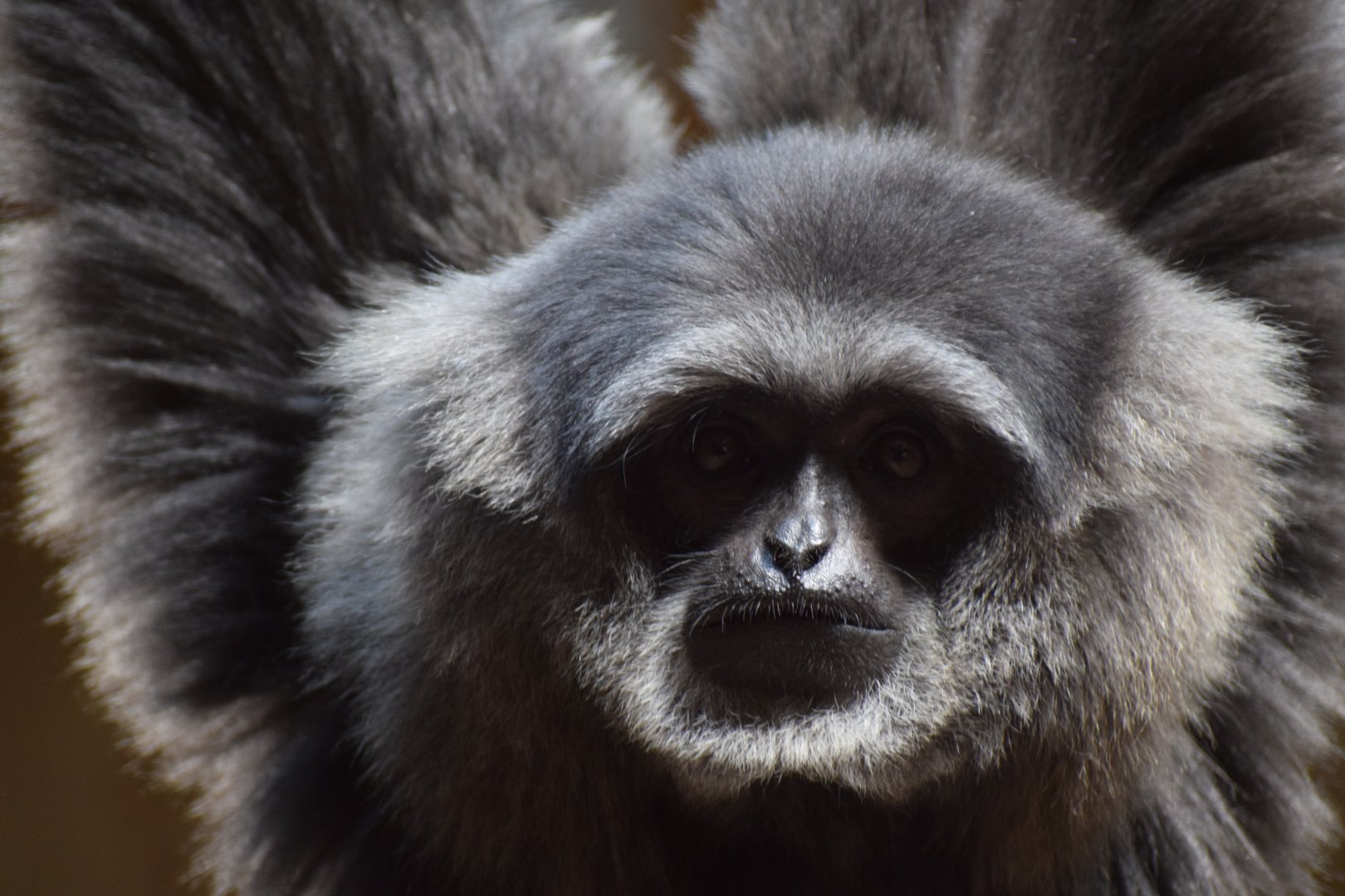 Silvery gibbon