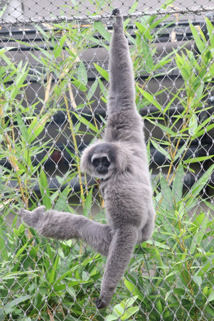 Silvery Gibbon