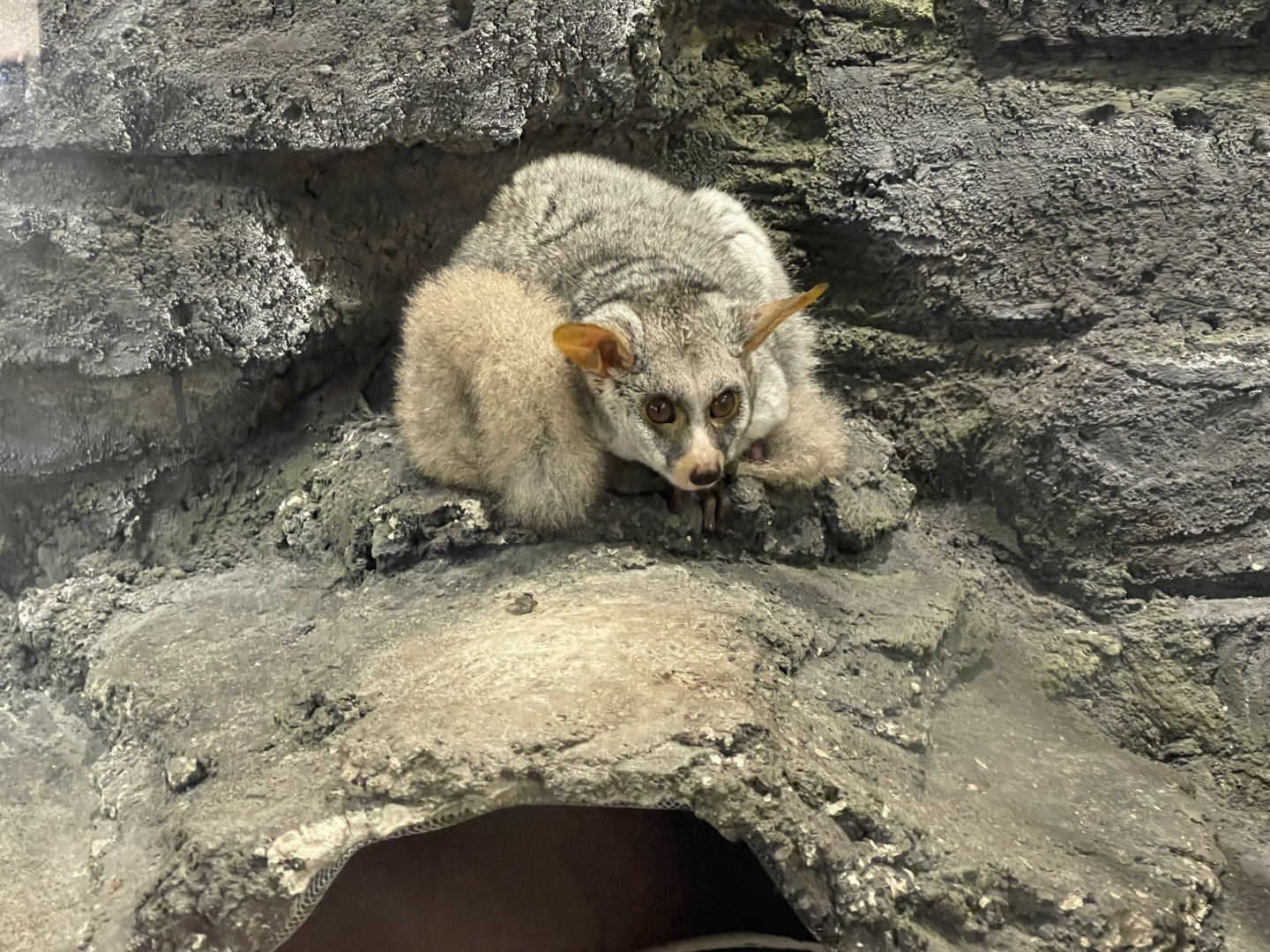 silvery greater galago (otolemur crassicaudatus monteiri)