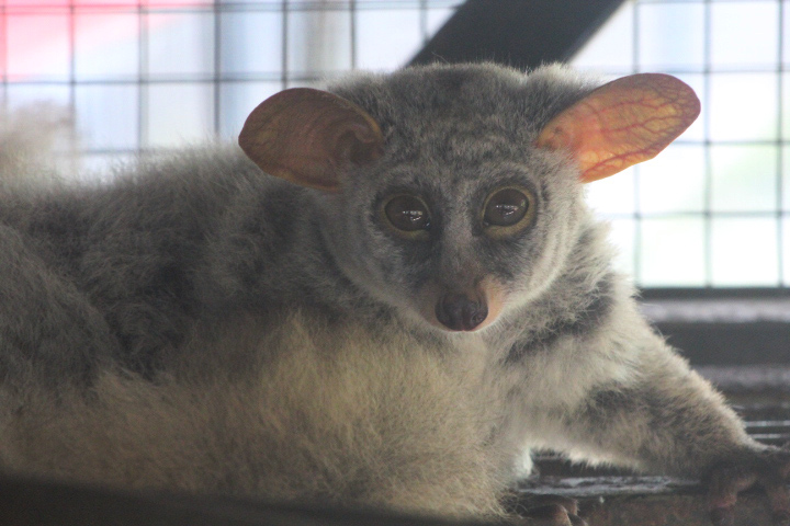 Silvery greater galago (Otolemur monteiri) - Jasmine Park