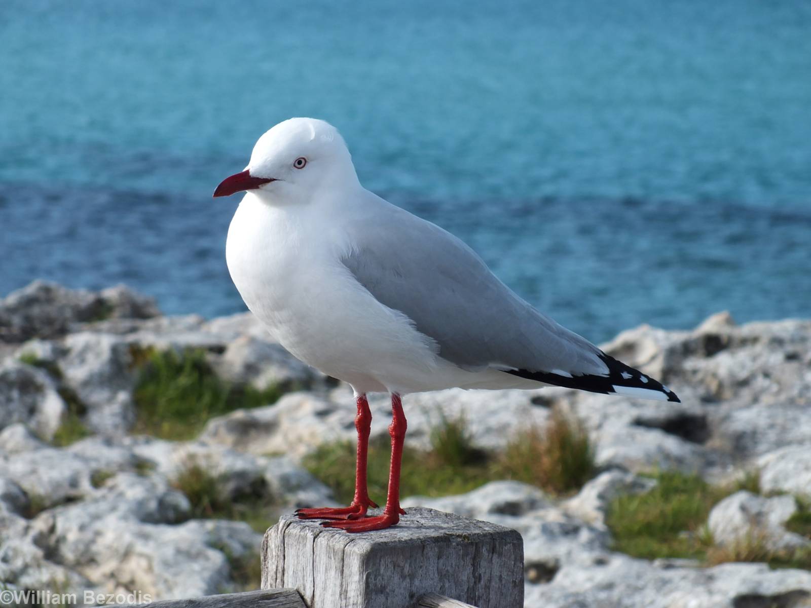 Silvery Gull - Rottnest Island