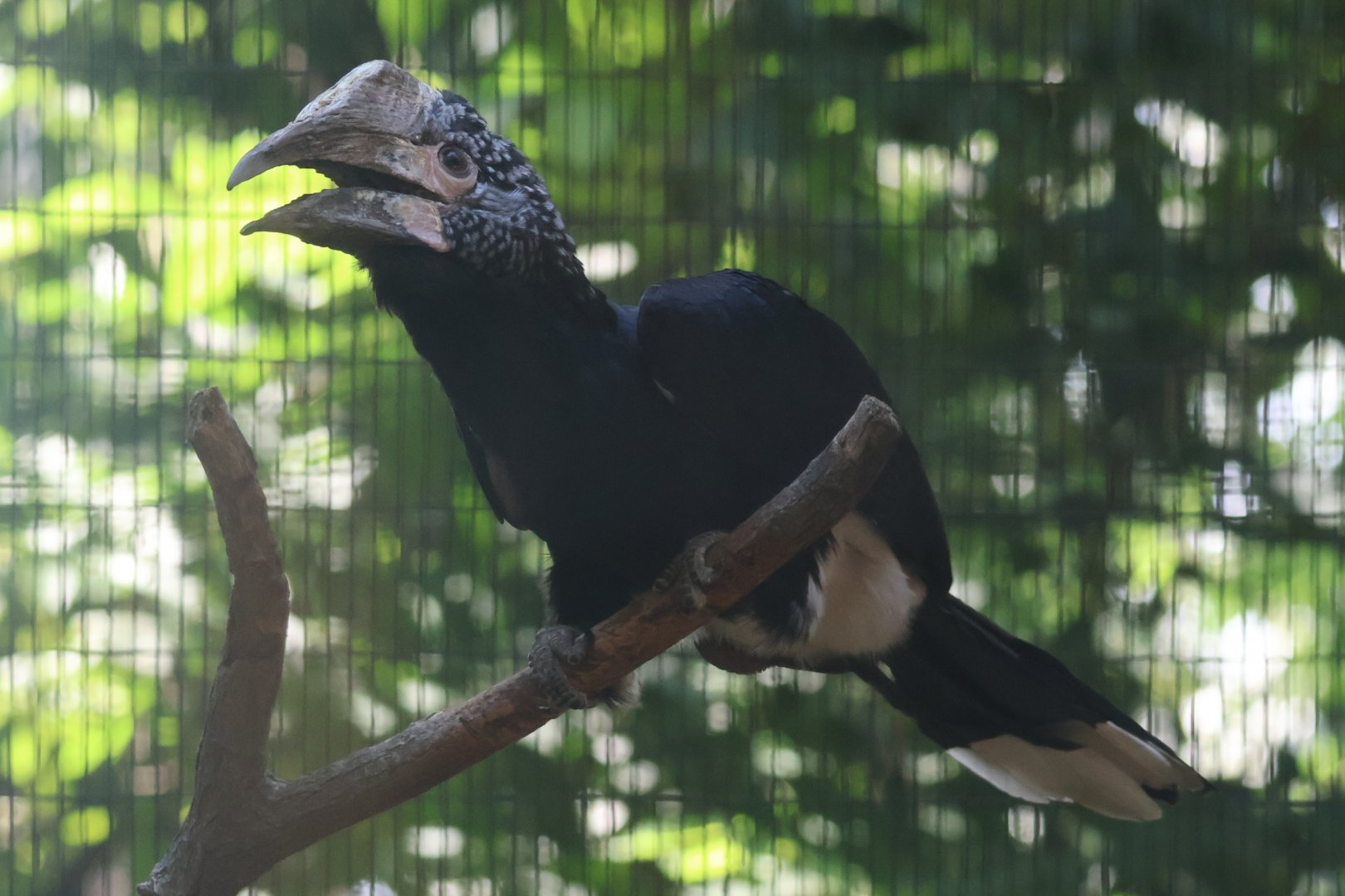 Silvery hornbill