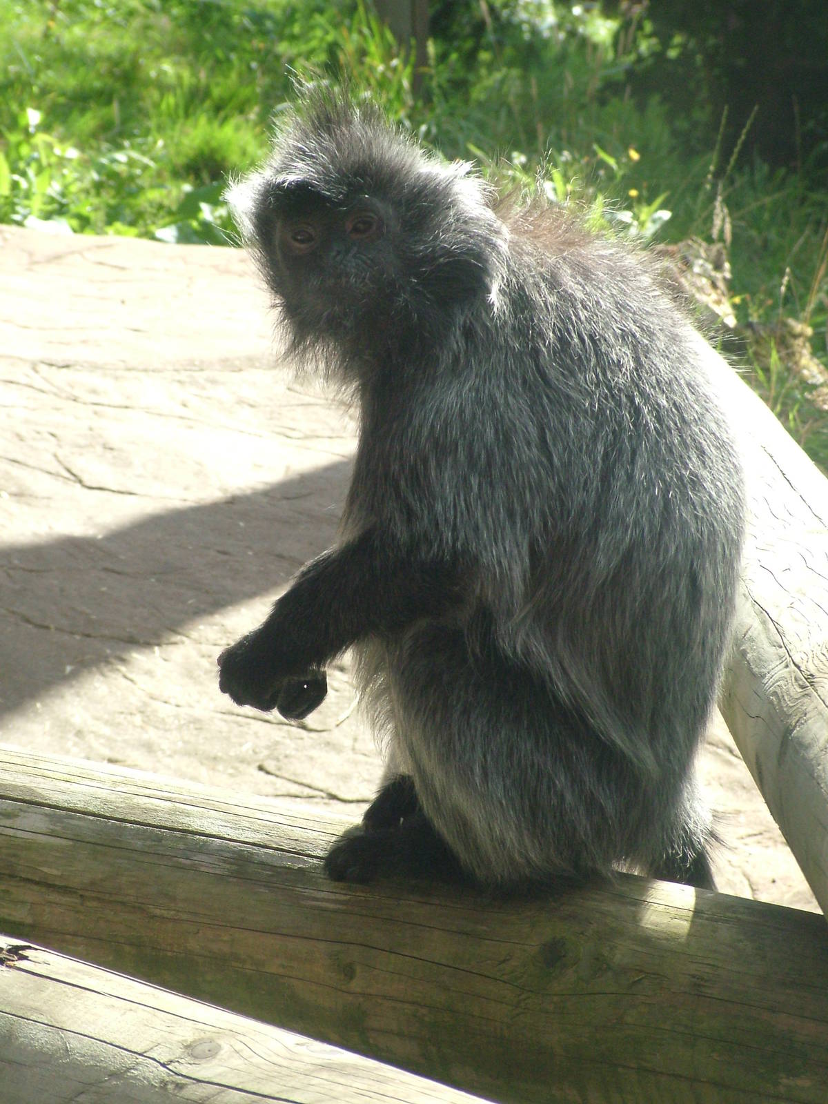 Silvery Langur at Colchester, 28/08/10