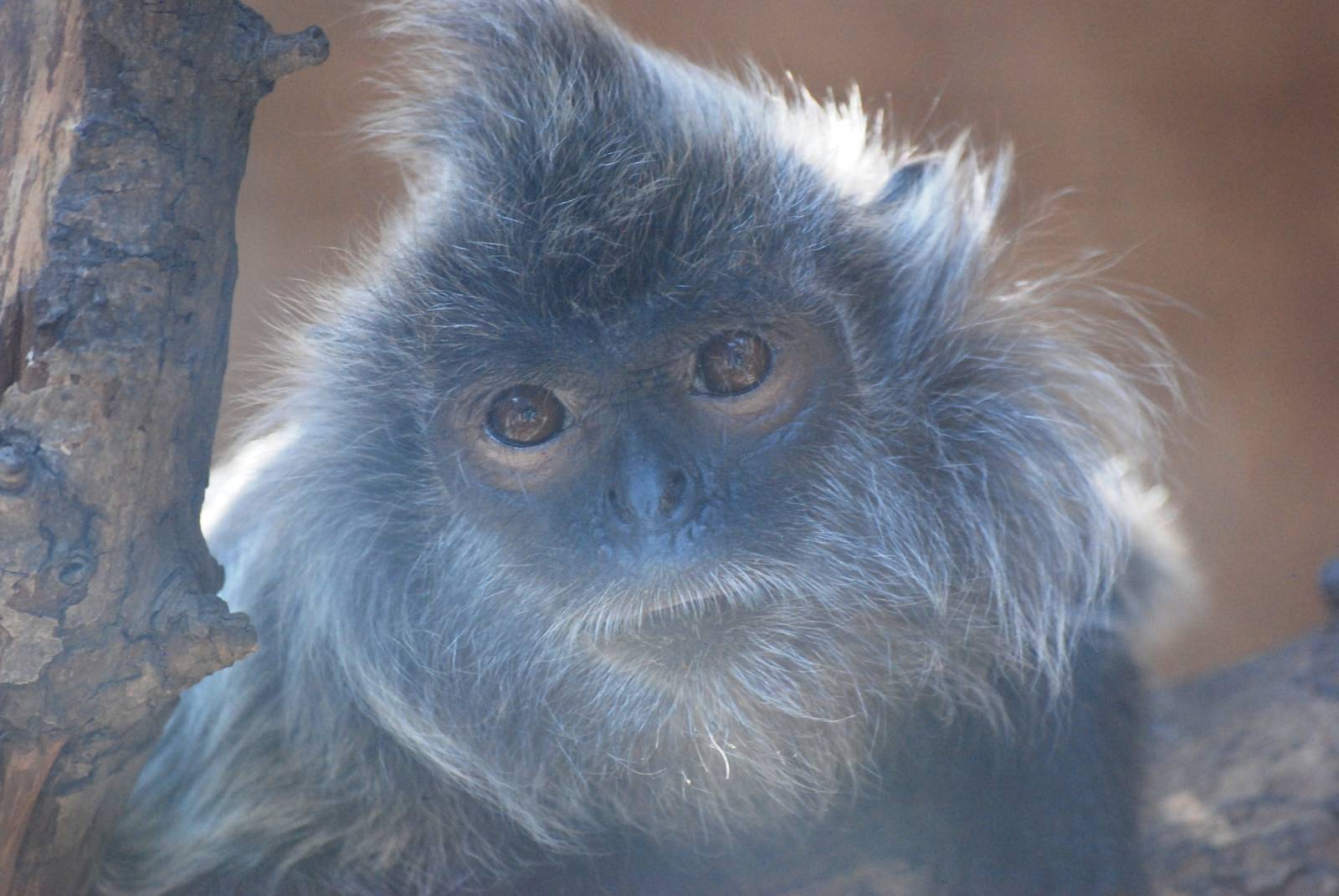 Silvery Langur at Usti, 29/08/12