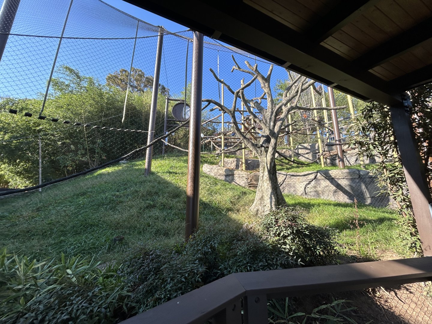Silvery Langur Exhibit - Asian Trek