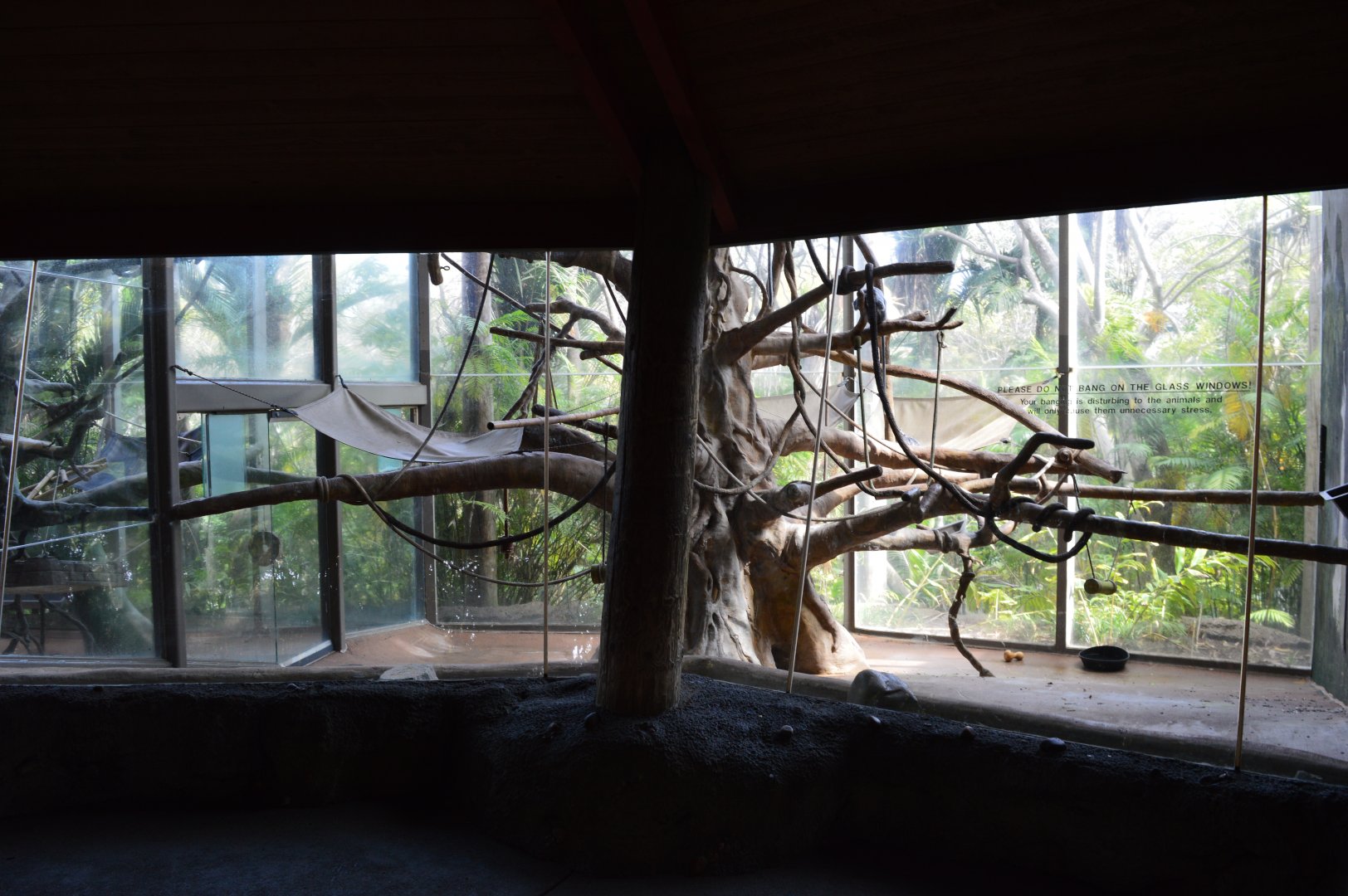 Silvery Langur Exhibit