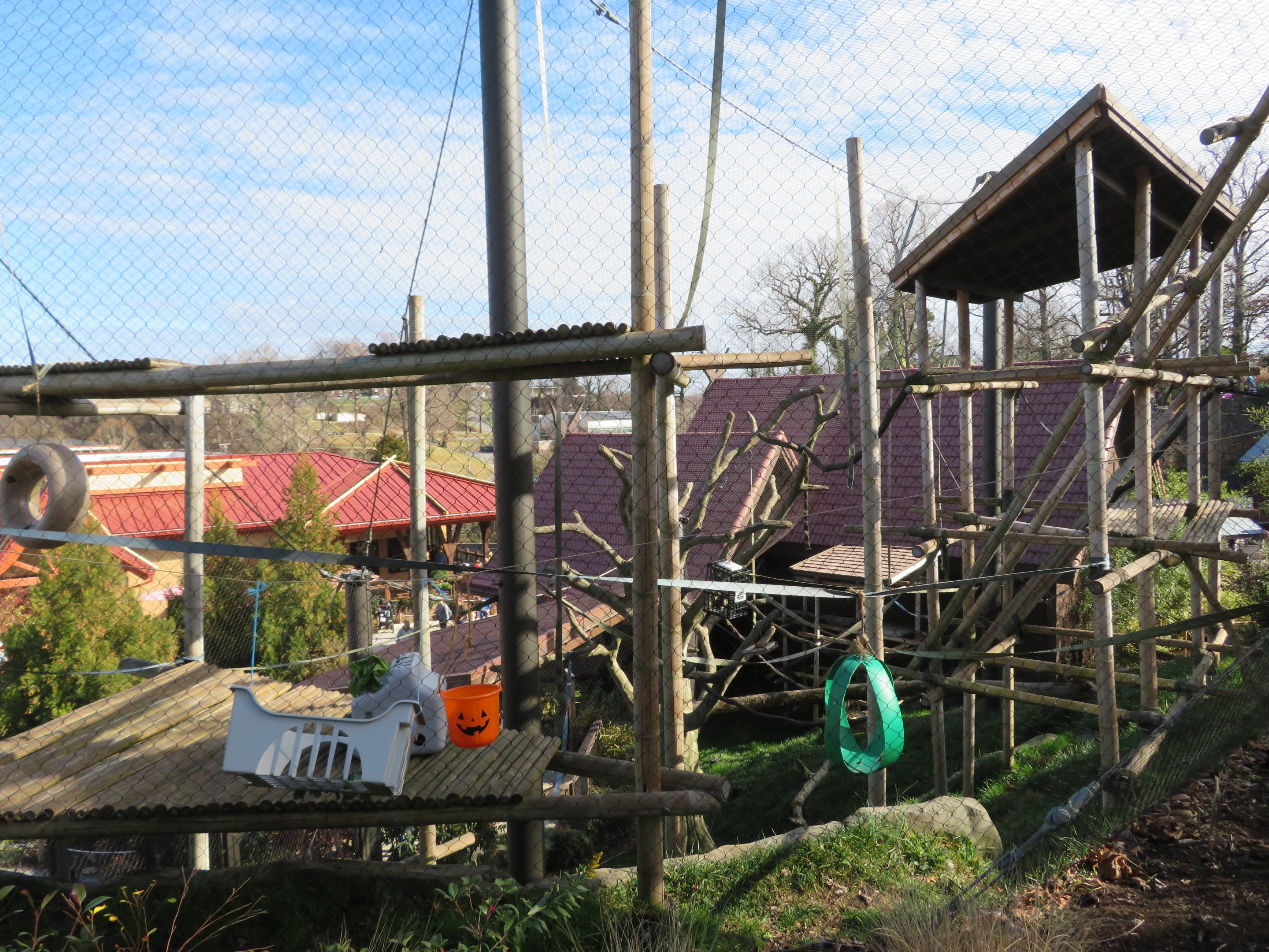 Silvery Langur Exhibit