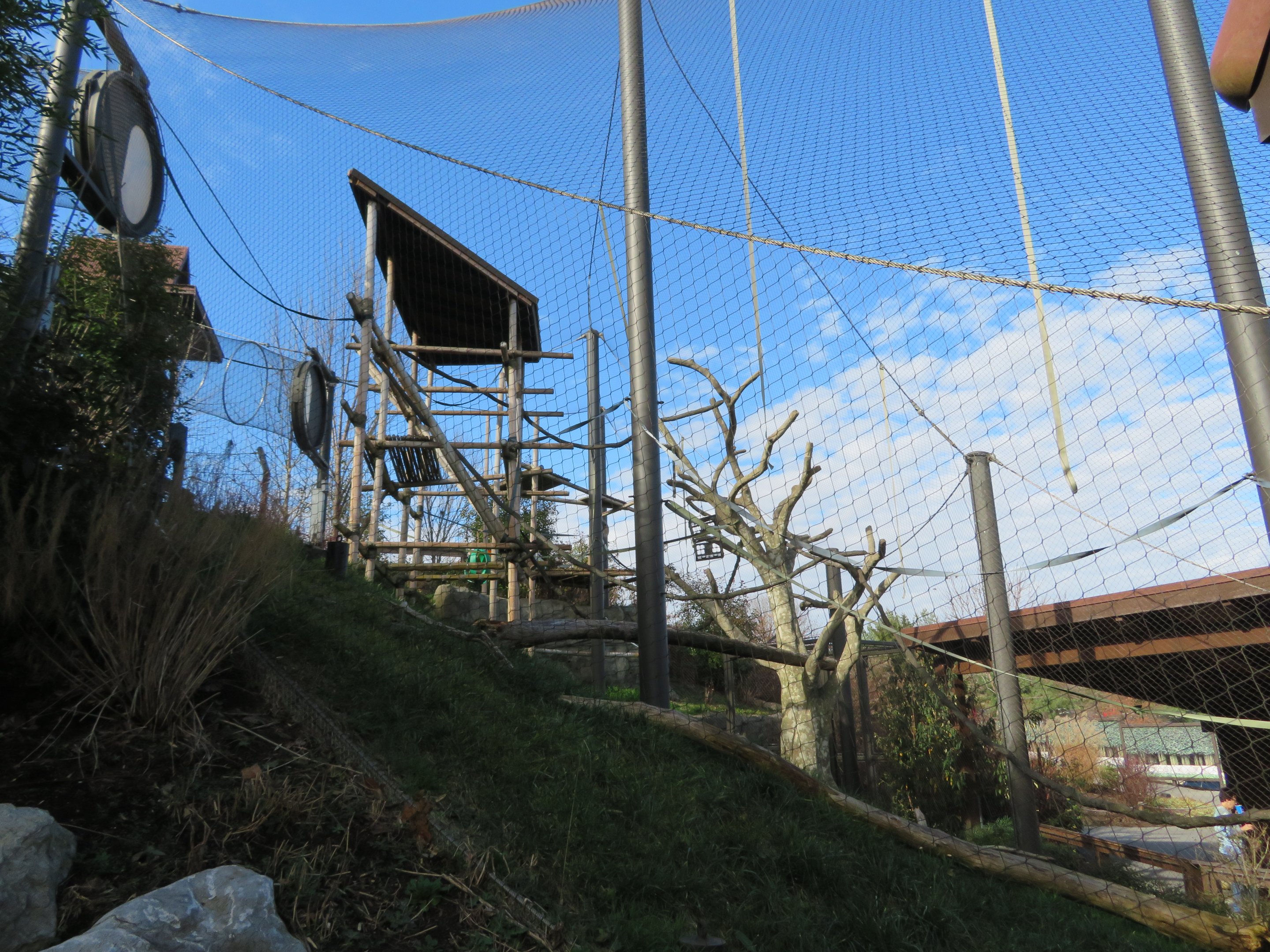 Silvery Langur Exhibit