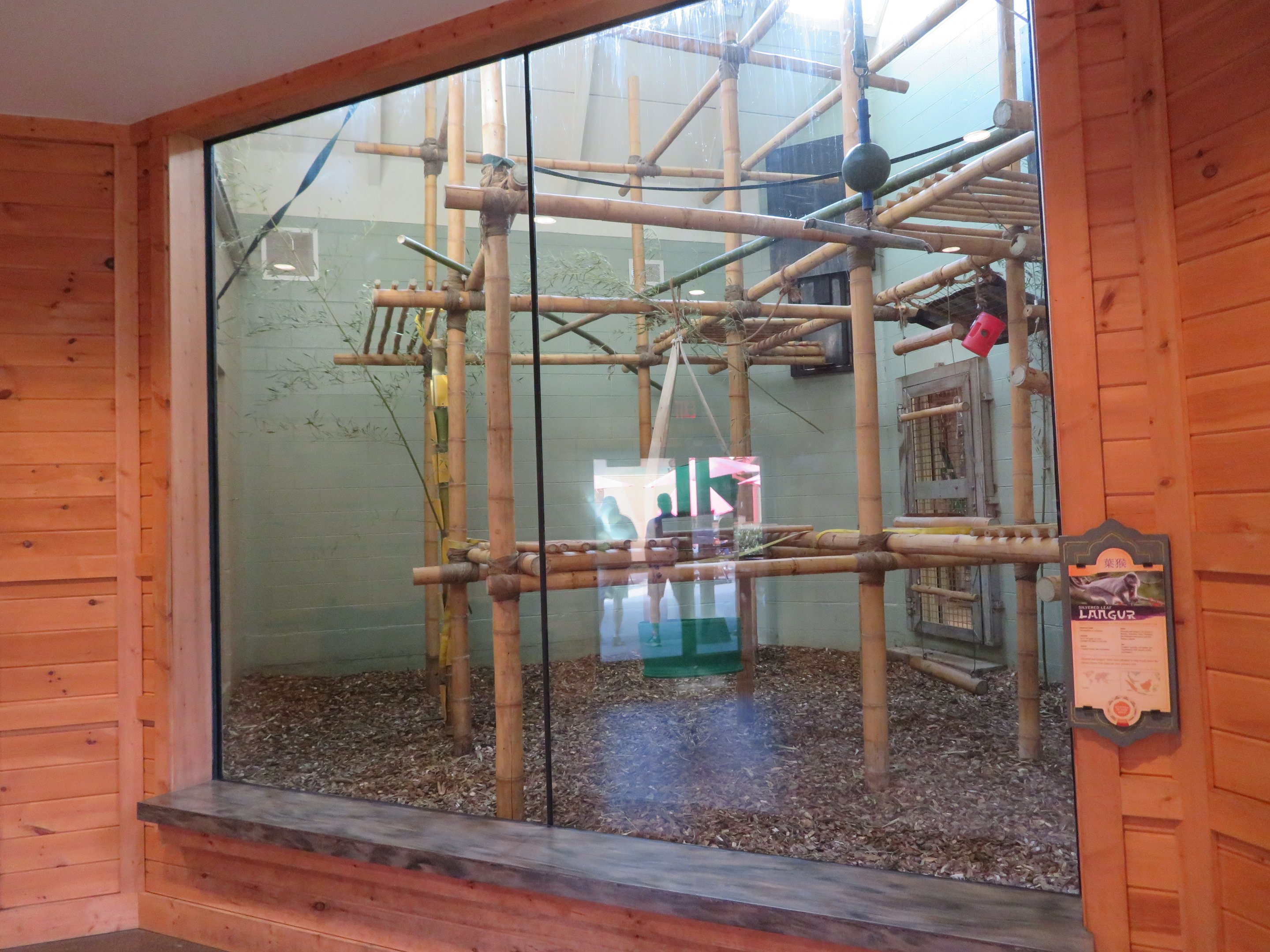 Silvery Langur Indoor Room