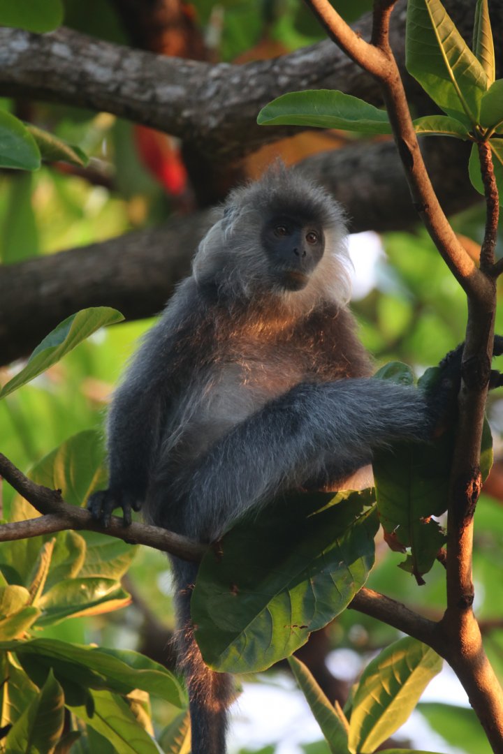 Silvery langur (Koh Chang)