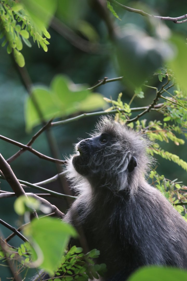 Silvery langur (Koh Chang)