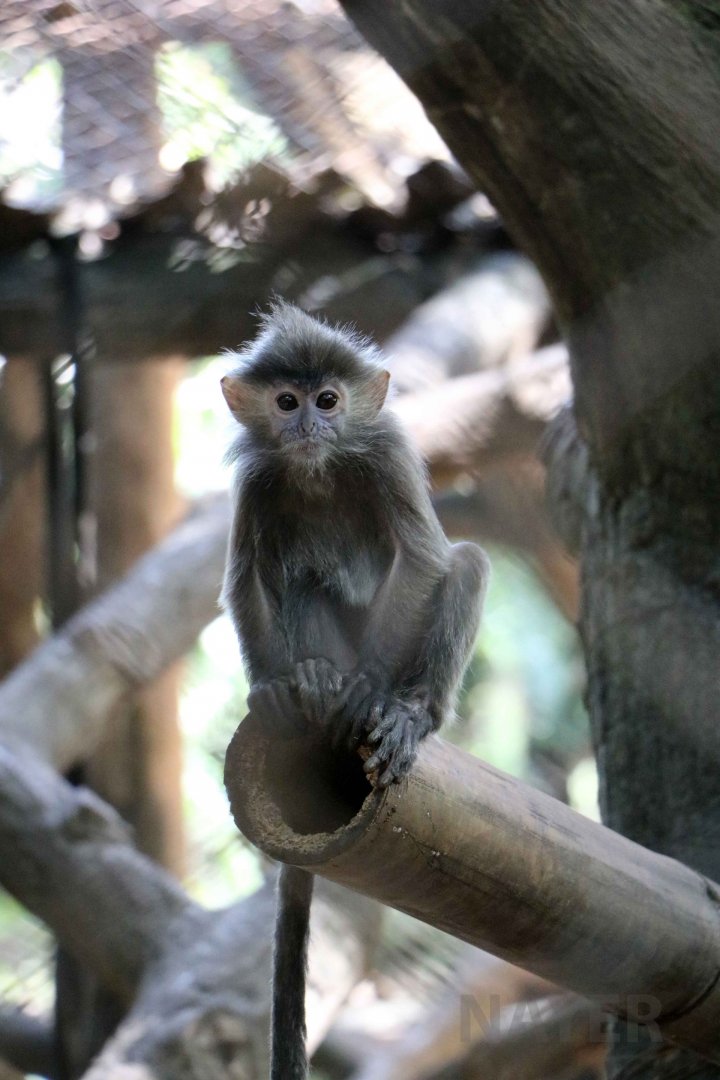 Silvery langur, Schmutzer primate centre, June 2016