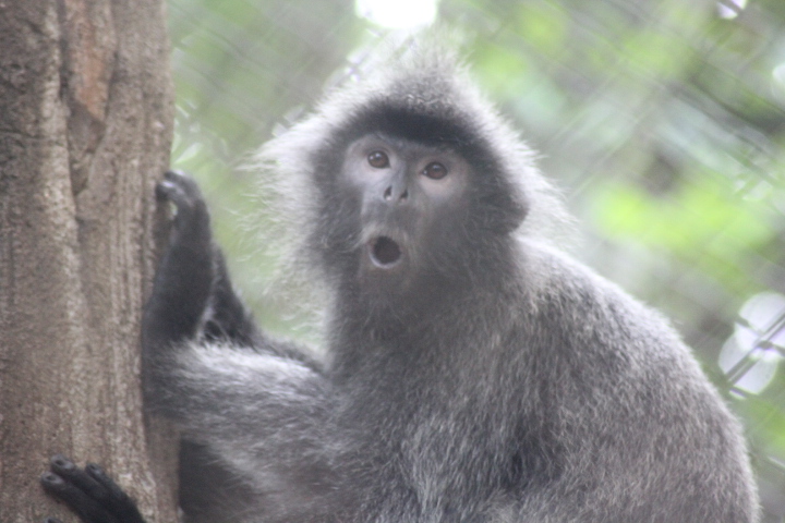 Silvery langur (Trachypithecus cristatus)