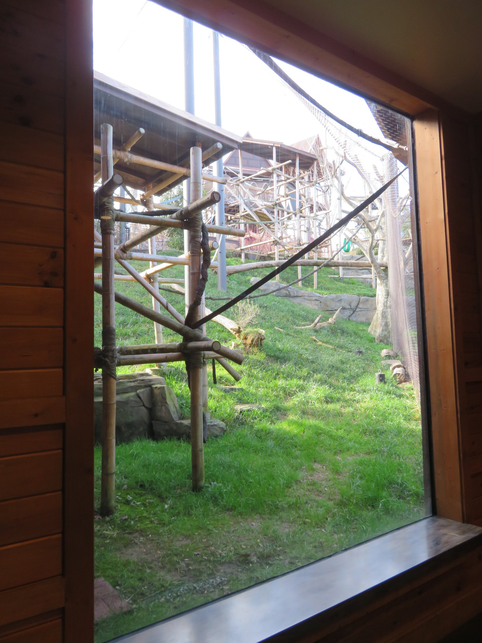 Silvery Langur Viewing Window