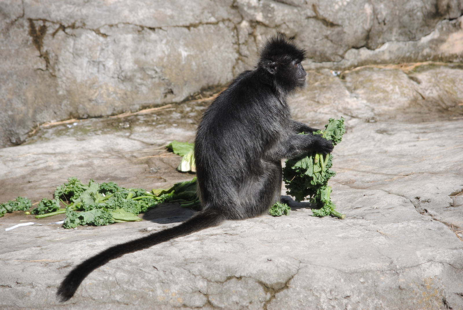 Silvery Langur