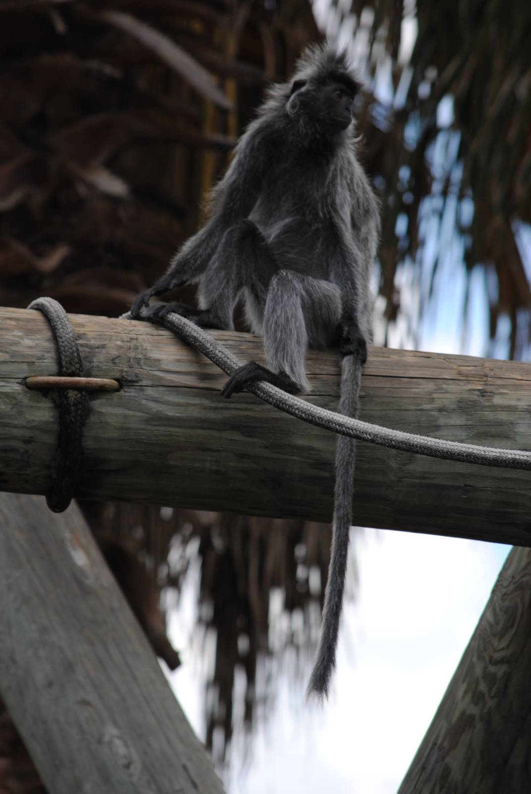 Silvery Langur