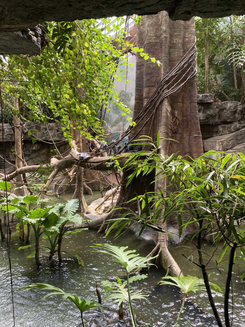 Silvery Langurs 01 - Bronx Zoo