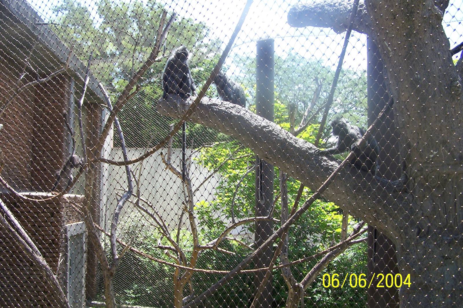 Silvery Leaf Langur Troup ~ Asia Quest