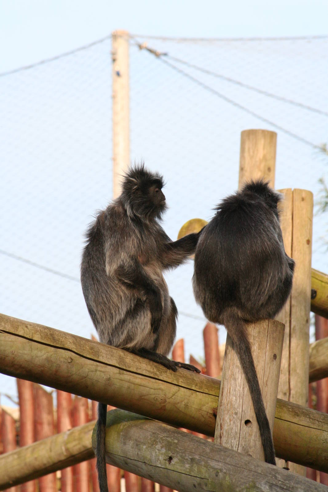 Silvery leaf monkey, 01/10/2011