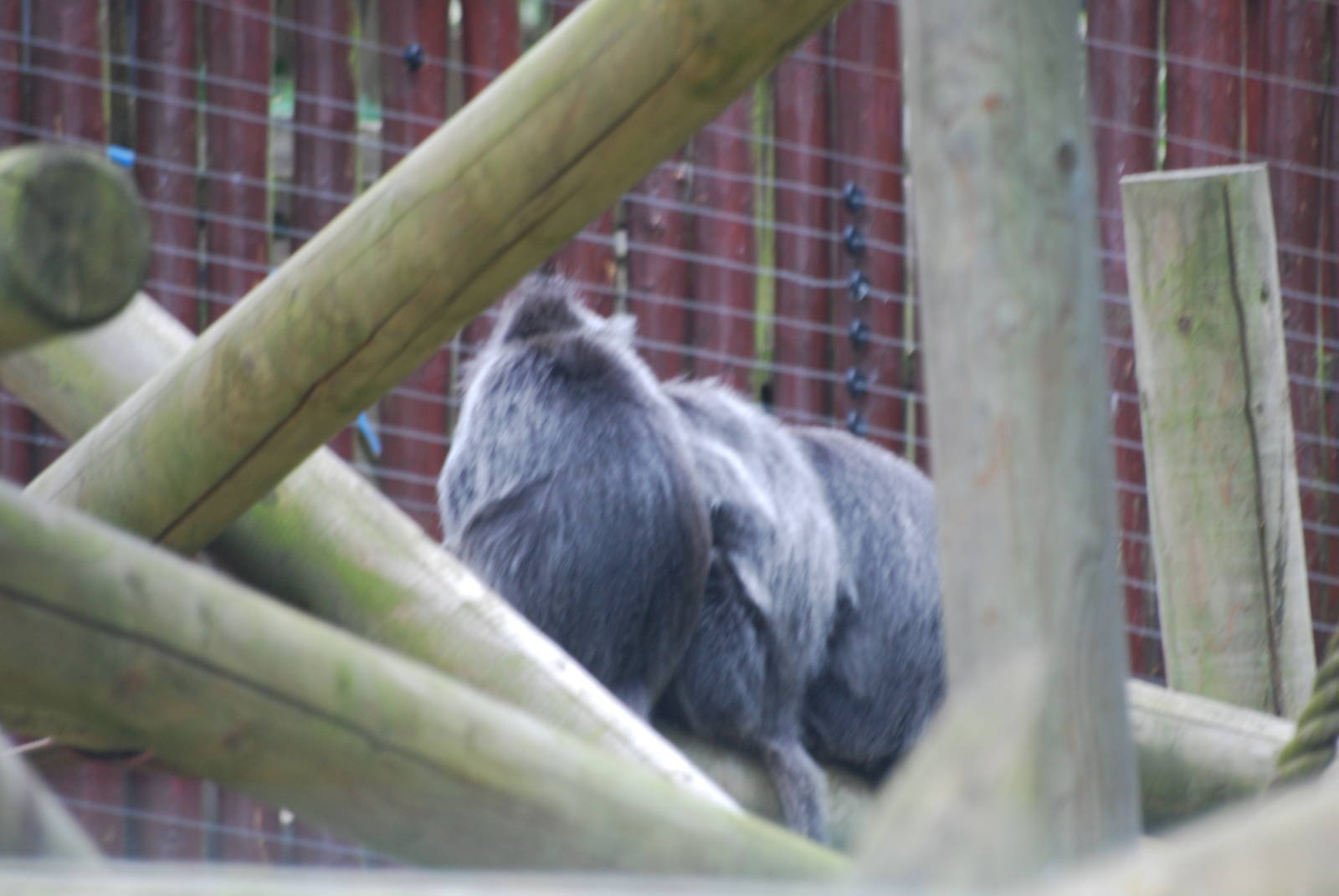 Silvery leaf monkeys
