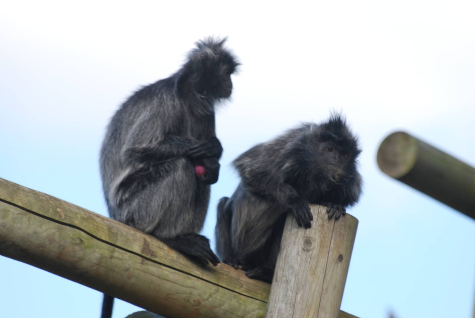 Silvery leaf monkeys