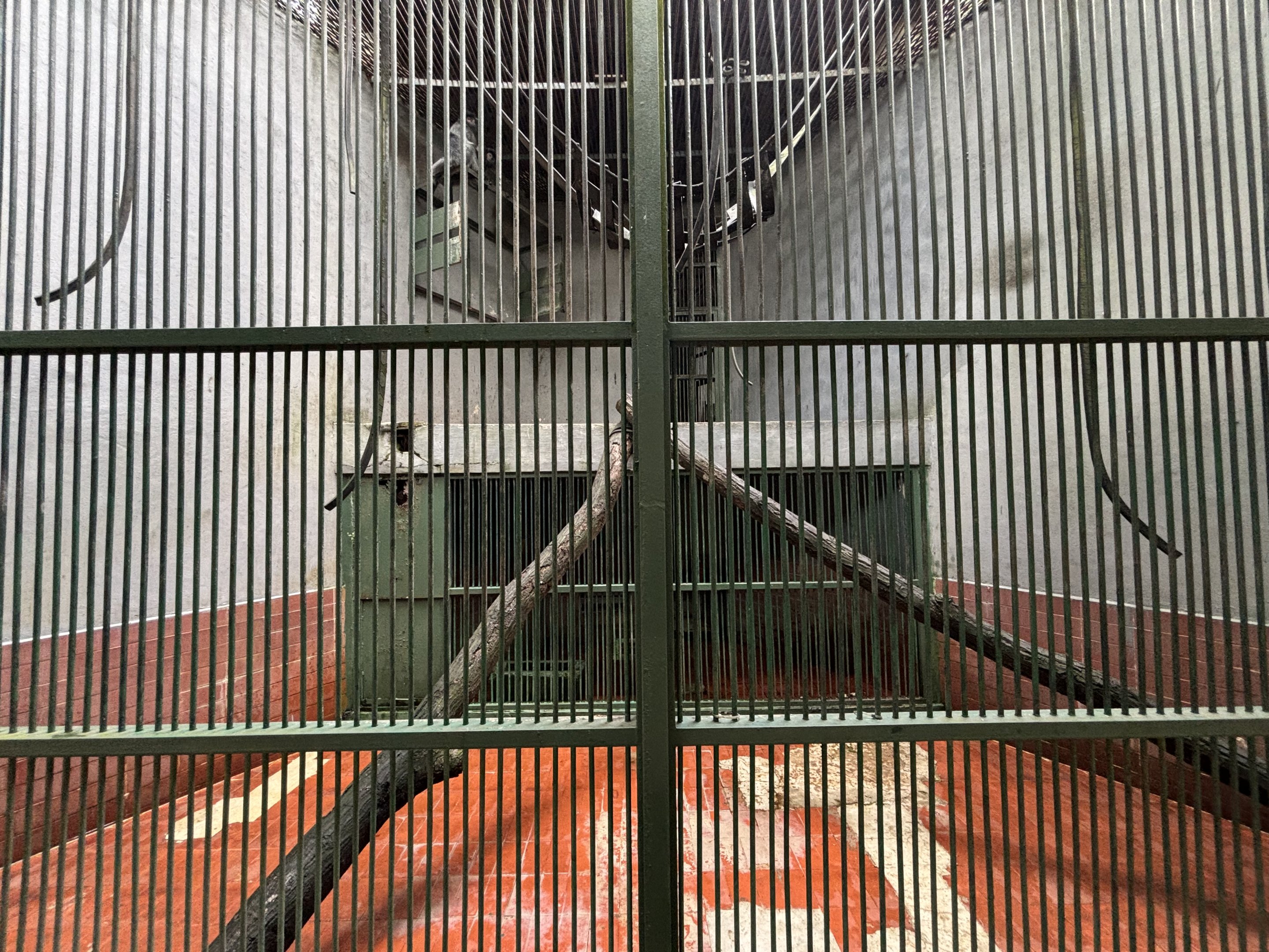 Silvery Lutung Exhibit #1