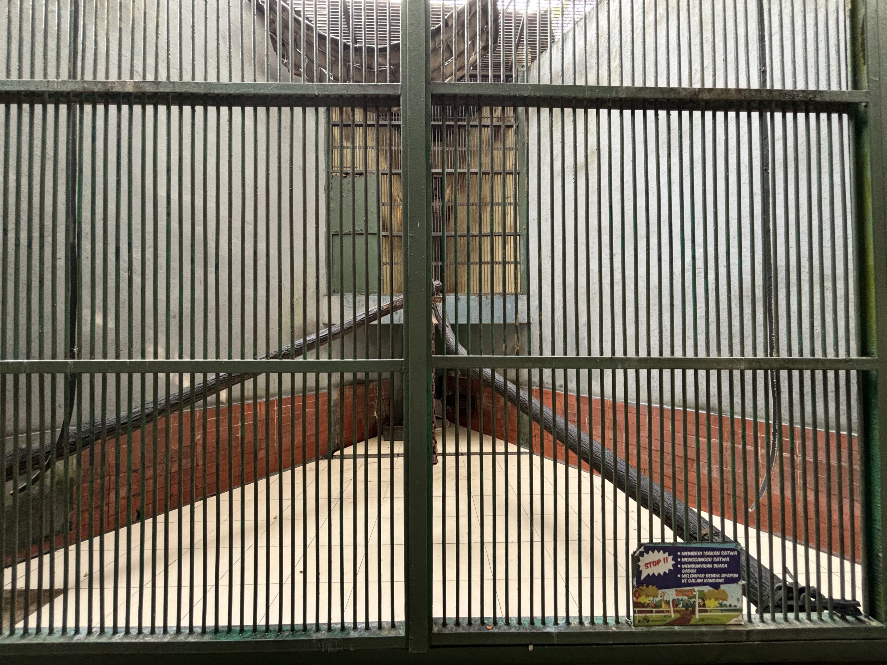 Silvery Lutung Exhibit #2