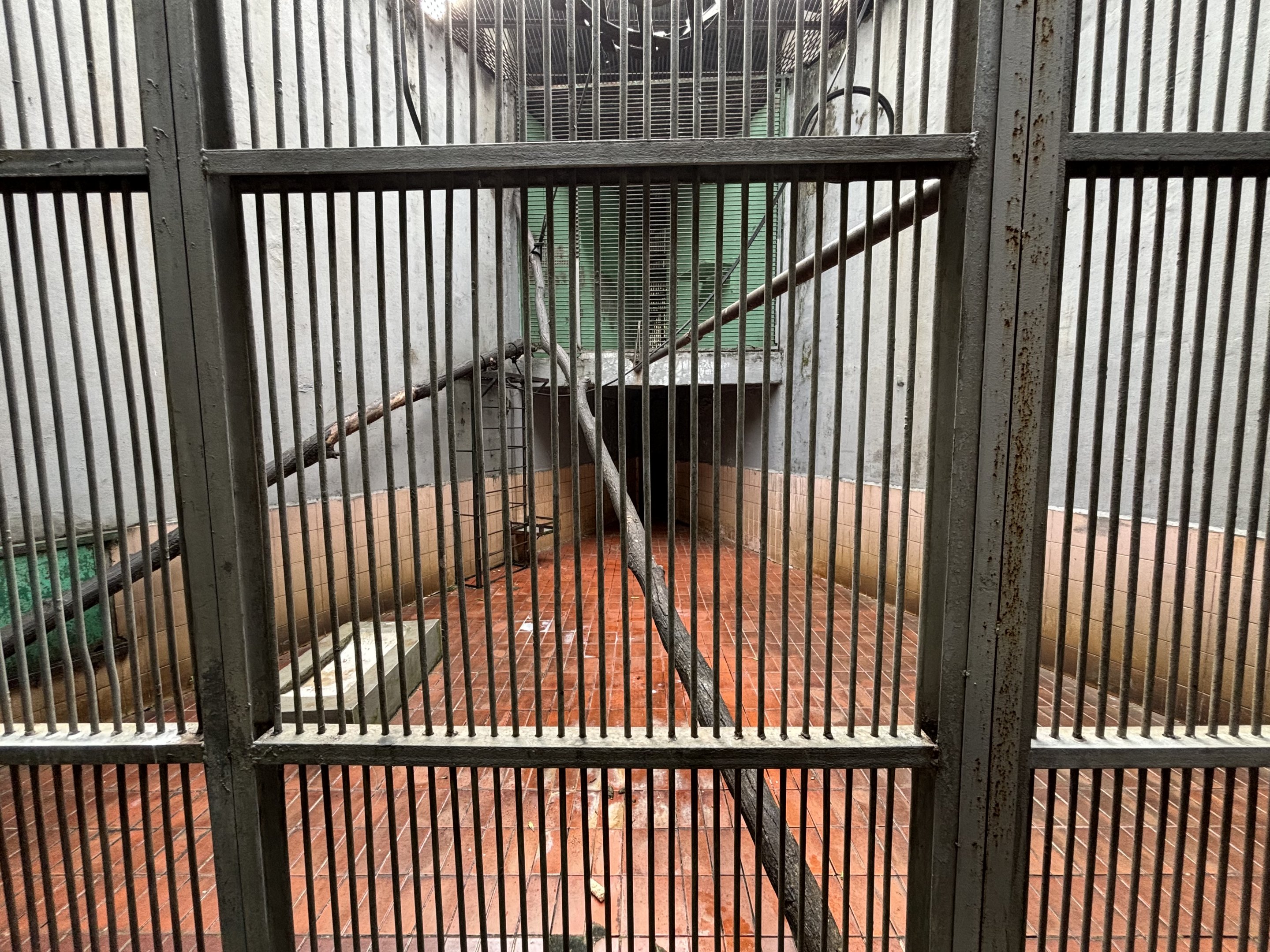 Silvery Lutung Exhibit #3