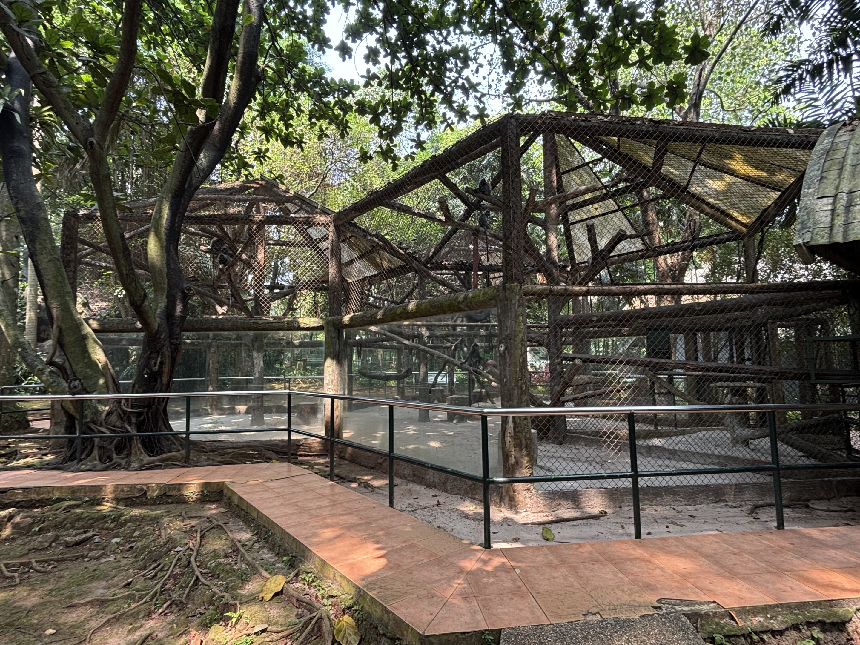 Silvery Lutung Exhibit #3