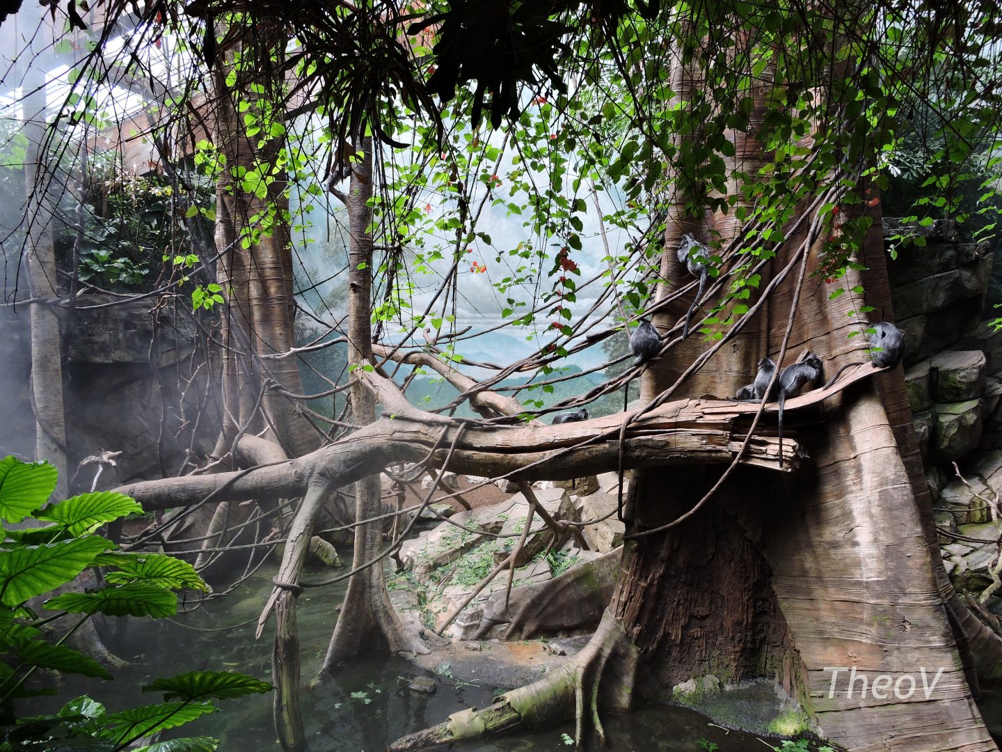 Silvery lutung exhibit - JungleWorld [2015]